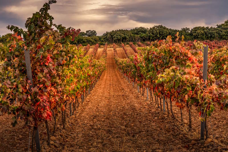 Weinregion Spanien